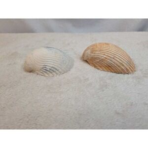 Lot of 2 Seashells Natural Beach Ocean‎ Coastal Decor Vtg